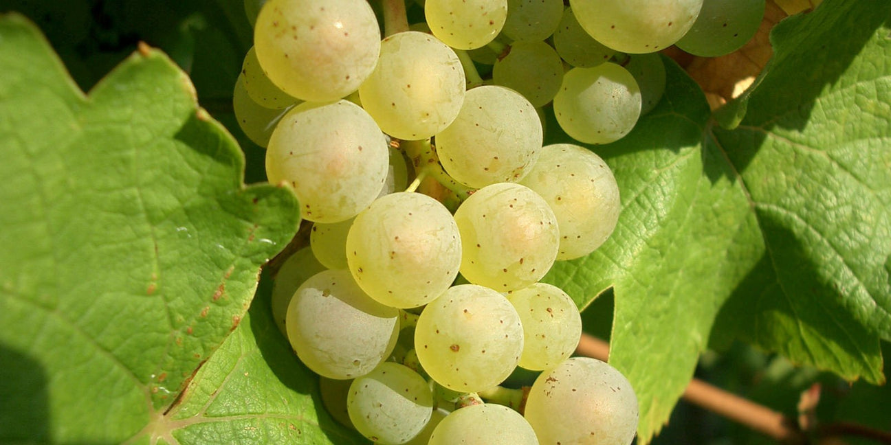 Riesling - De Wine Spot | DWS - Drams/Whiskey, Wines, Sake